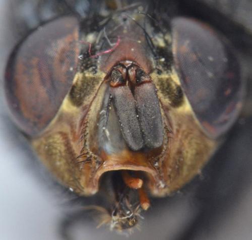 Calliphora vicina